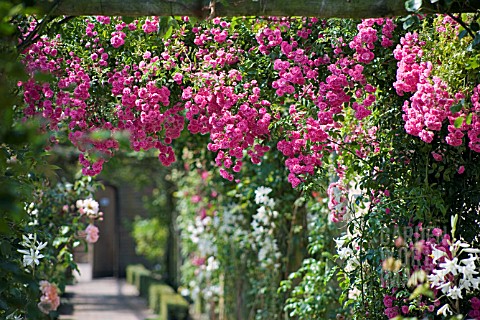 MINIHAHA_CLIMBING_ROSE_AT_DAVID_AUSTIN_ROSES_ALBRIGHTON_WOLVERHAMPTON_JULY