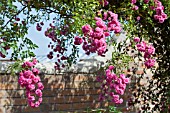 MINIHAHA CLIMBING ROSE AT DAVID AUSTIN ROSES, ALBRIGHTON, WOLVERHAMPTON, JULY