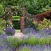 VIEW THROUGH LAVENDER TO ROSE GARDEN AT WINTERBOURNE BOTANICAL GARDEN, UNIVERSITY OF BIRMINGHAM