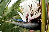 STRELITZIA ALBA,  WHITE BIRD OF PARADISE PLANT