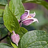 CLEMATIS FUSCA VAR. VIOLACEA