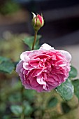 ROSA PRINCESS ALEXANDRA OF KENT