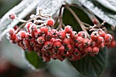 COTONEASTER FRIGIDUS CORNUBIA