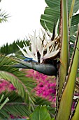 STRELITZIA ALBA,  WHITE BIRD OF PARADISE PLANT