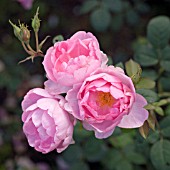 ROSA SKYLARK