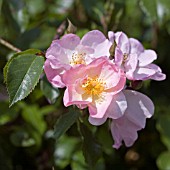 ROSA SMARTY