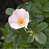 ROSA PINK SURPRISE, RUGOSA ROSE