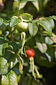 ROSA RUGOSA ALBA HIPS