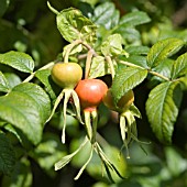 ROSA RUGOSA ALBA HIPS