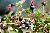 ROSA PIMPINELLIFOLIA SINGLE CHERRY, SPECIES ROSE