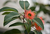 CORYMBIA FICIFOLIA