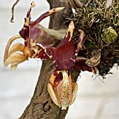 STANHOPEA TIGRINA