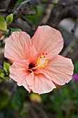 HIBISCUS FLOWER