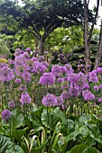 PURELAND MEDITATION CENTRE AND JAPANESE GARDEN IN NEWARK, NOTTINGHAMSHIRE, JUNE