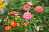 HELICHRYSUM BIKINI