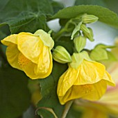 ABUTILON CANARY BIRD