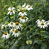 ECHINACEA PURPUREA WHITE SWAN