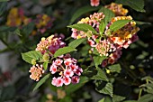 LANTANA CAMARA