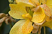 CANNA TROPICAL YELLOW