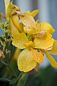 CANNA TROPICAL YELLOW