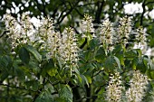 AESCULUS PARVIFLORA, DWARF BUCKEYE