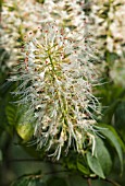 AESCULUS PARVIFLORA, DWARF BUCKEYE