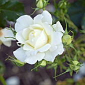 ROSA MISSING YOU