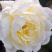 ROSA MISSING YOU