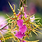 ODONTOBRASSIA BILLABONG