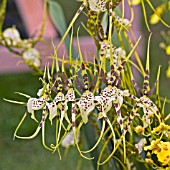 BRASSIA ARANIA VERDE