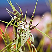 BRASSIA ARANIA VERDE