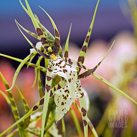 BRASSIA_ARANIA_VERDE