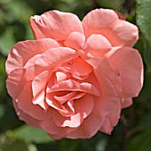 ROSA BLESSINGS