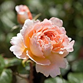 ROSA ABRAHAM DARBY