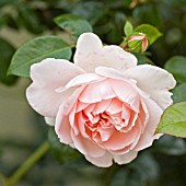 ROSA WILDEVE