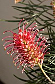 CALLISTEMON,  BOTTLEBRUSH PLANT