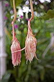 EPIPHYLLUM OXYPETALUM, QUEEN OF THE NIGHT