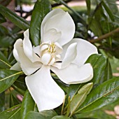 MAGNOLIA GRANDIFLORA