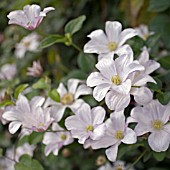 CLEMATIS HULDINE