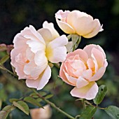 ROSA COMTES DE CHAMPAGNE, ENGLISH ROSE,