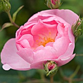 ROSA SKYLARK, ENGLISH ROSE