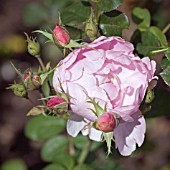 ROSA SKYLARK, ENGLISH ROSE