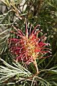 CALLISTEMON,  BOTTLEBRUSH PLANT