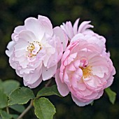 ROSA SCARBOROUGH FAIR, ENGLISH ROSE,