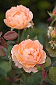 ROSA TAMORA, ENGLISH ROSE