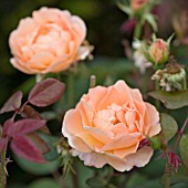 ROSA TAMORA, ENGLISH ROSE