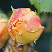 ROSA GOLDEN CELEBRATION, ENGLISH ROSE,