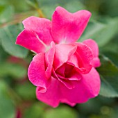 ROSA SIR JOHN BETJEMAN, ENGLISH ROSE