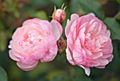 ROSA SCARBOROUGH FAIR, ENGLISH ROSE