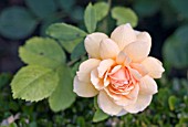 ROSA GRACE, ENGLISH ROSE